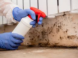 Why You Should Choose Our Mold Remediation Services in Four Oaks, NC